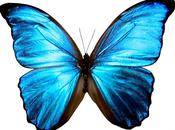 "The coming butterfly dreams suggests evolutio...