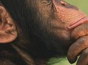 Scimpanzè imparano disattivare trappole addestrano figli farlo)