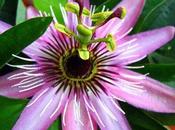 Passiflora
