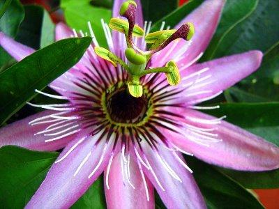 La Passiflora