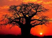baobab, ponte cielo terra