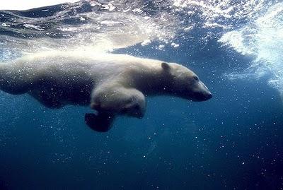 orso polare nuoto