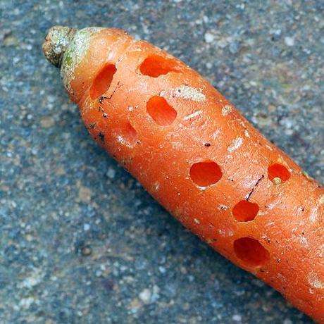 La carota bucata / The  carrot with holes
