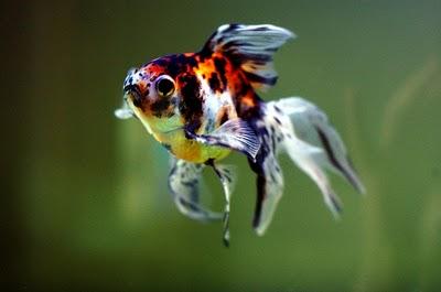 13/52 SUCCESSFUL DONE