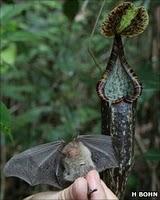 pipistrello pianta carnivora