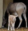 addax1