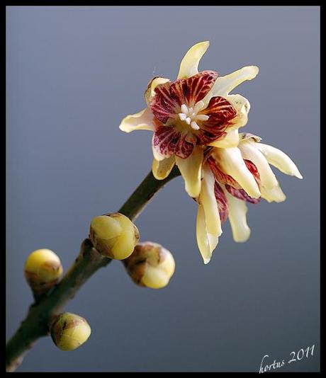 Il fiore di Calicanto / Calicanto’s flower