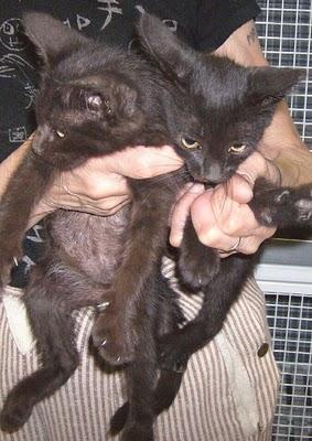 Qualcuno ha “buttato via” due gattini neri di poche settimane a Savona