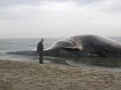 Grande balena spiaggiata Toscana