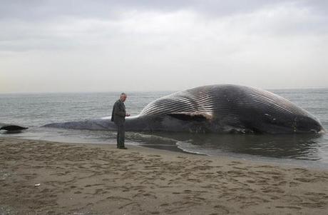 Grande balena spiaggiata in Toscana