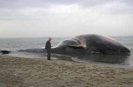 Grande balena spiaggiata in Toscana