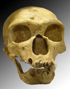 Guardiamo in faccia i Neanderthal