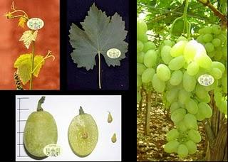 I Consorzi di Bonifica per favorire il commercio di foglie d’uva con l’Arabia Saudita