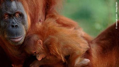 Cos’è una foresta senza orango?