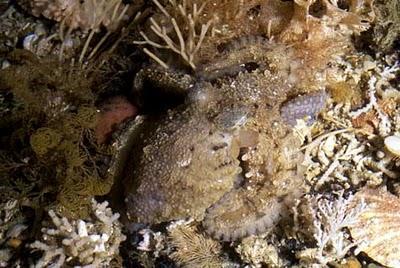 Calamari e polpi per le mimetiche del futuro polpo calamaro mimetismo