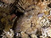 Calamari polpi mimetiche futuro