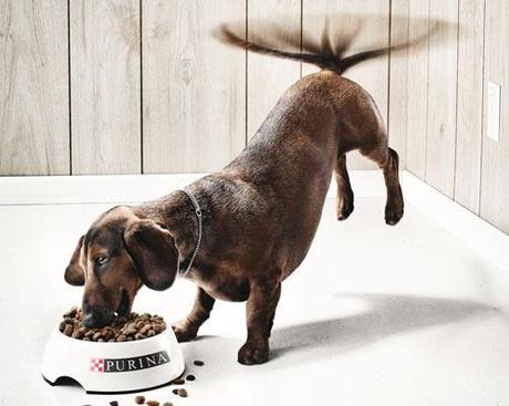 print-purina