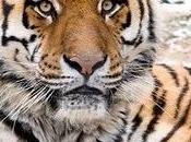 miei racconti siberiana