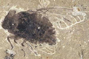 Scoperto in Canada un nuovo giacimento di fossili: specie sconosciute risalenti al periodo Cambriano
