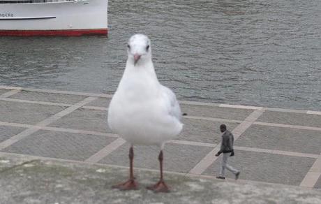 Fotografie beffarde!