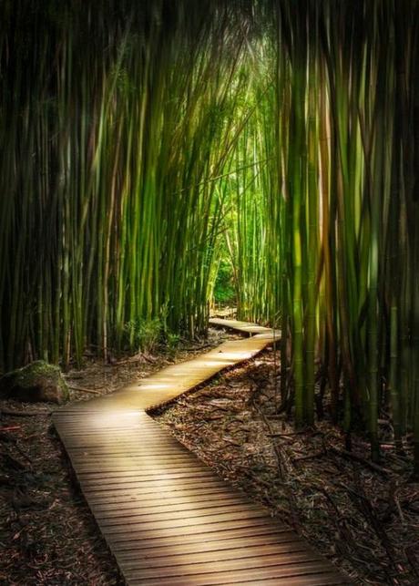 bamboo-forest