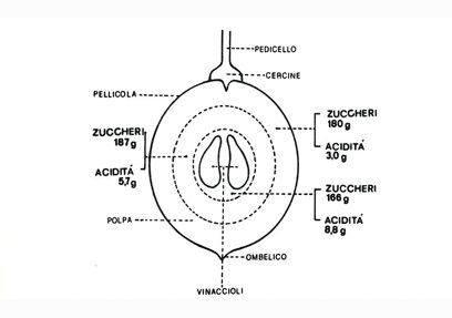 acino