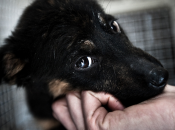 Rapporto Animali Città: “L’Italia paese cani…”