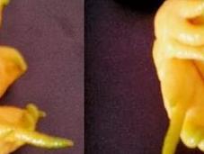 Natura mutante: allarmi sospette semplificazioni