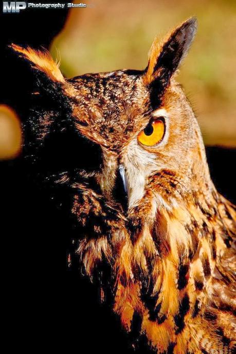 Con occhi di fuoco. Meditano.