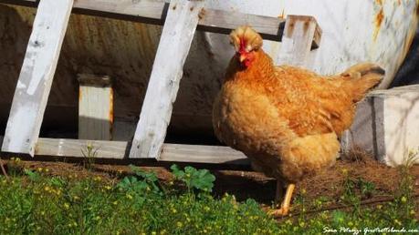 Gallina punk, Estancia San Lorenzo 18.gallina punk 2 543x305 Il mio ritardo dell’assimilazione: ciò che unisce il Portogallo, l’Argentina e tanti altri…