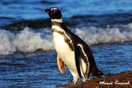 Un pinguino di Magellano (Estancia San Lorenzo,Penisola Valdés) 115Pinguino2 543x362 Il mio ritardo dell’assimilazione: ciò che unisce il Portogallo, l’Argentina e tanti altri…