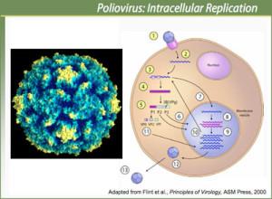 Polio-virus