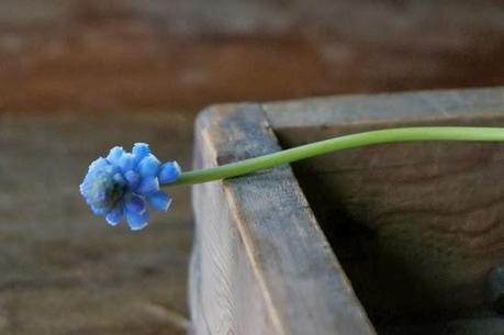 Idea creativa con i Muscari su Stile Naturale