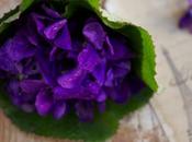 fête violette