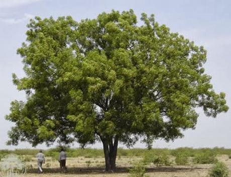 Olio di Neem