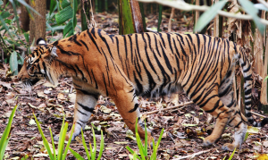 La tigre di Sumatra, una specie vittima della P&G