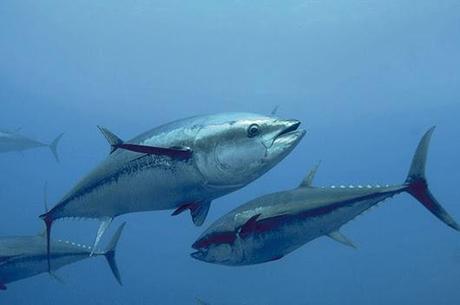 Sugli scaffali Coop il tonno pescato a canna