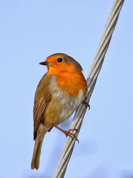 Uccelli migratori, inanellato anche un Codazzurro