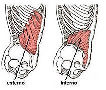 Muscoli obliqui dell'addome