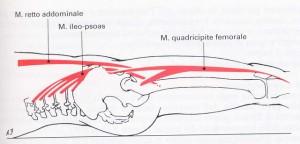 Muscoli flessori dell'anca