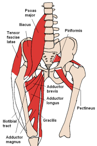400px-Anterior_Hip_Muscles_2