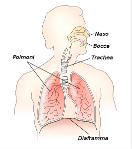 530px-Respiratory_system_it.svg