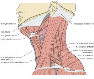 707px-Musculi_coli_base.svg