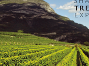 Spumante spumante cazzo!