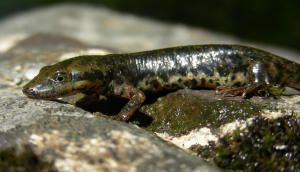 L'euprotto sardo (naturamediterraneo.com)