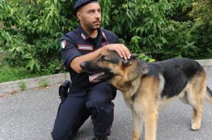 Balton, il cane dell'unità cinofila che ha aiutato i Carabinieri ad arrestare il giovane 23enne