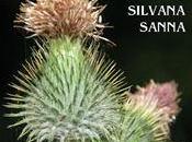 “Come fiori cardo” Silvana Sanna