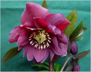 Helleborus zoom