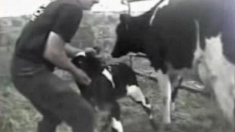 Stuprare mucche è normale.