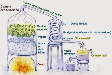 Oggi nella mia rubrica: Gli oli essenziali, Metodi di estrazione delle essenze